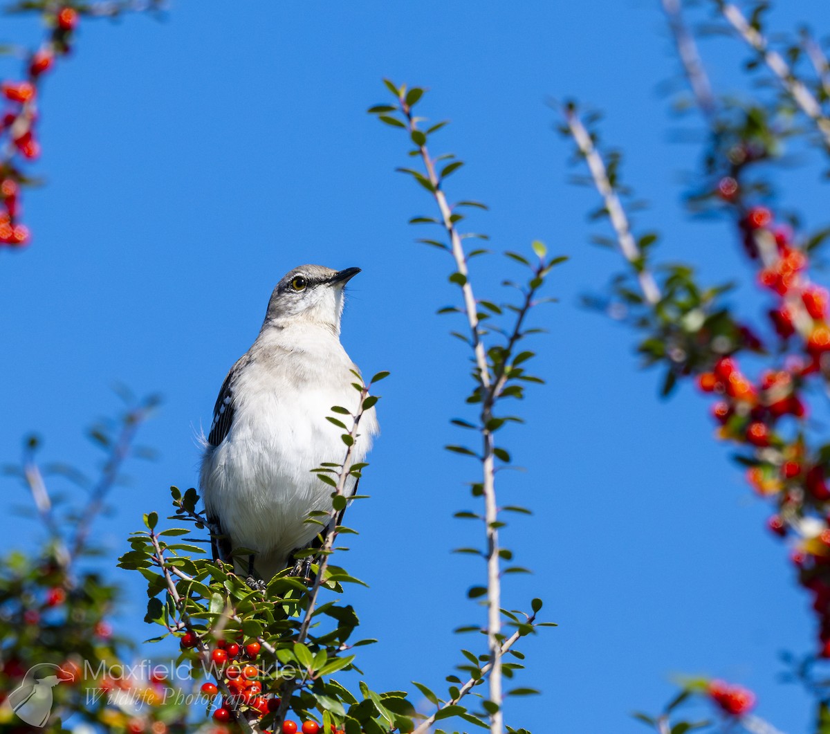 drozdec mnohohlasý - ML645400679