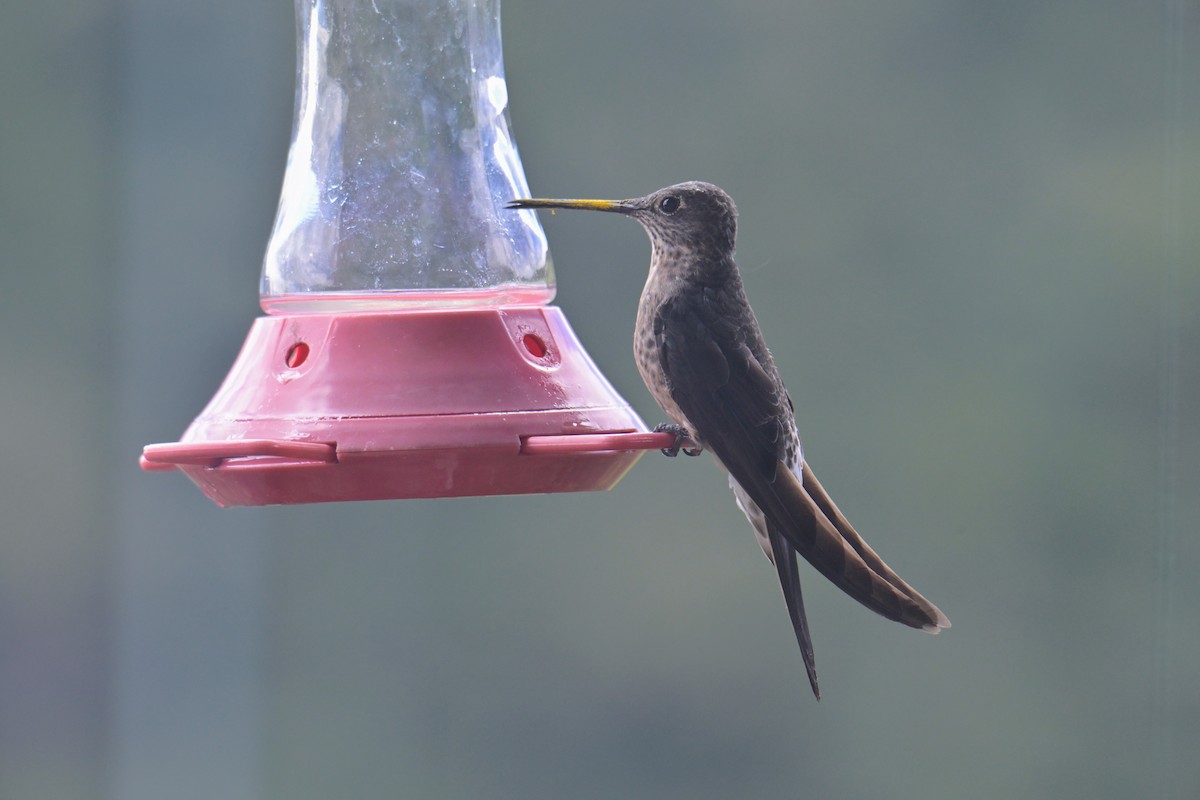 Giant Hummingbird - ML645400682