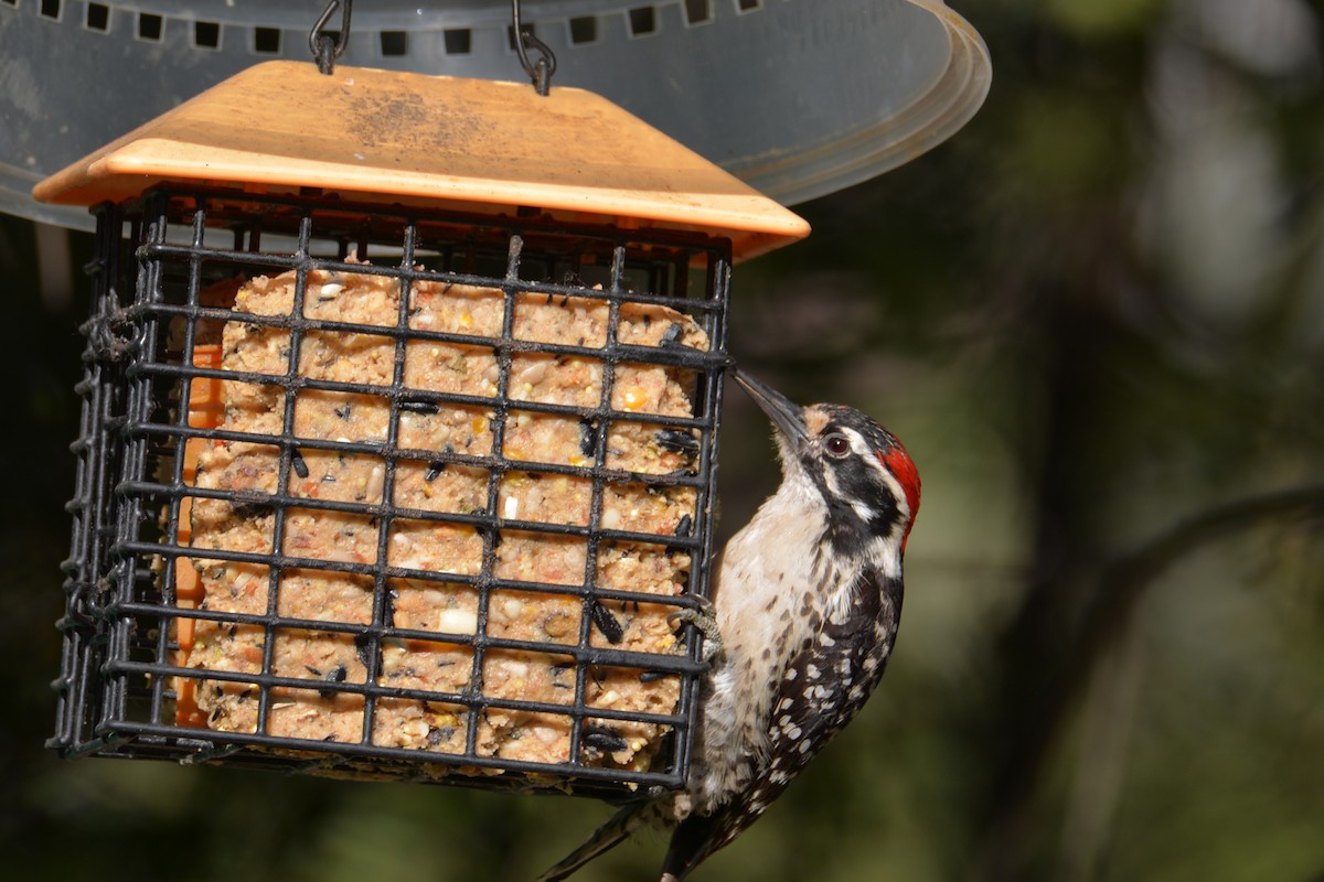 Nuttall's Woodpecker - ML645400683
