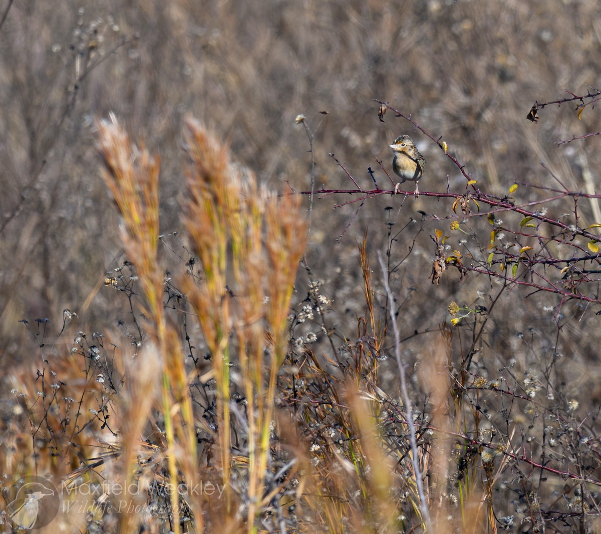 Grasshopper Sparrow - ML645400693