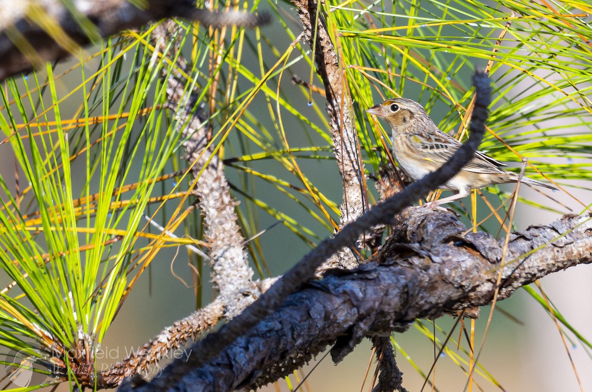 Grasshopper Sparrow - ML645400694