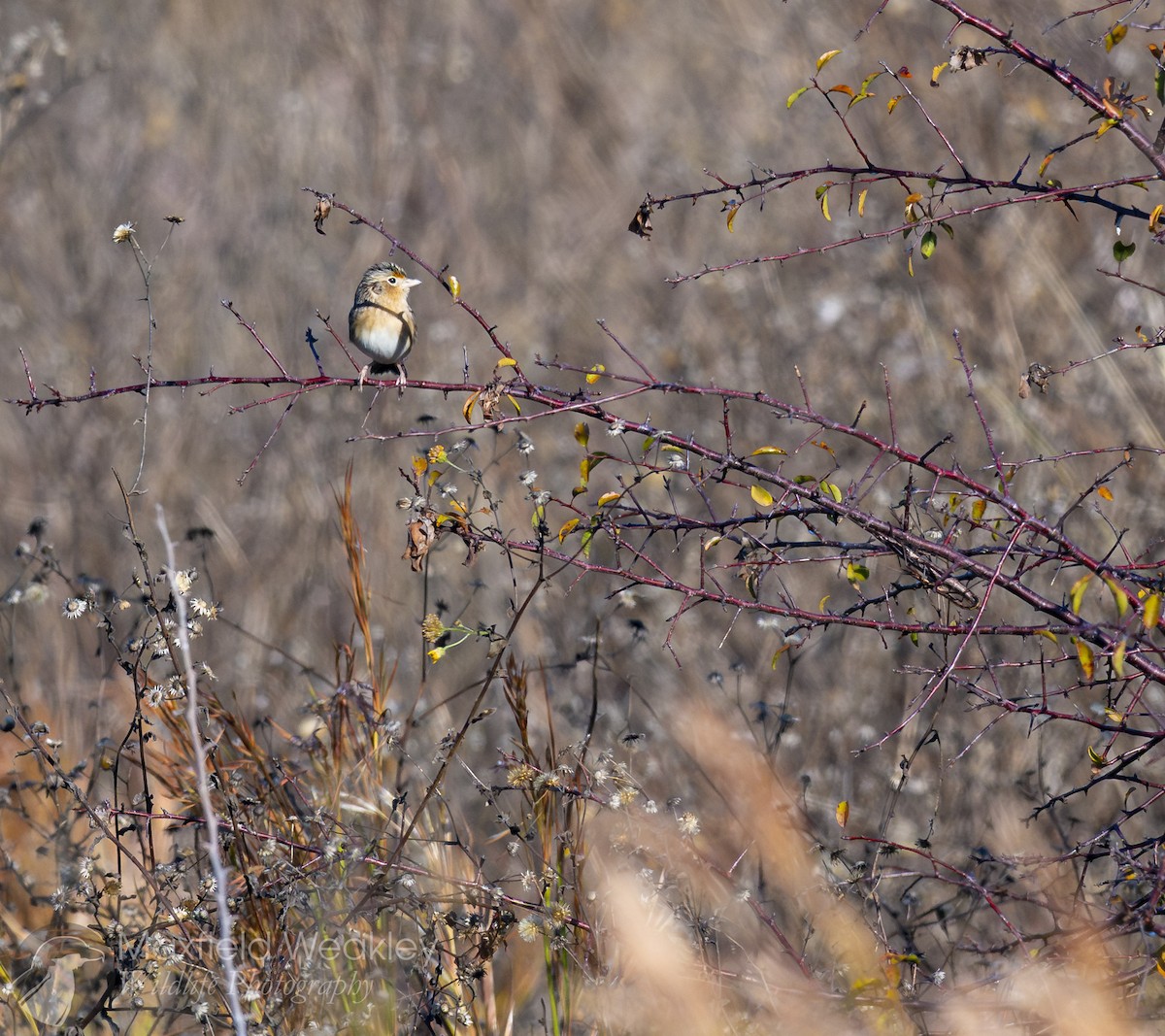 Grasshopper Sparrow - ML645400695