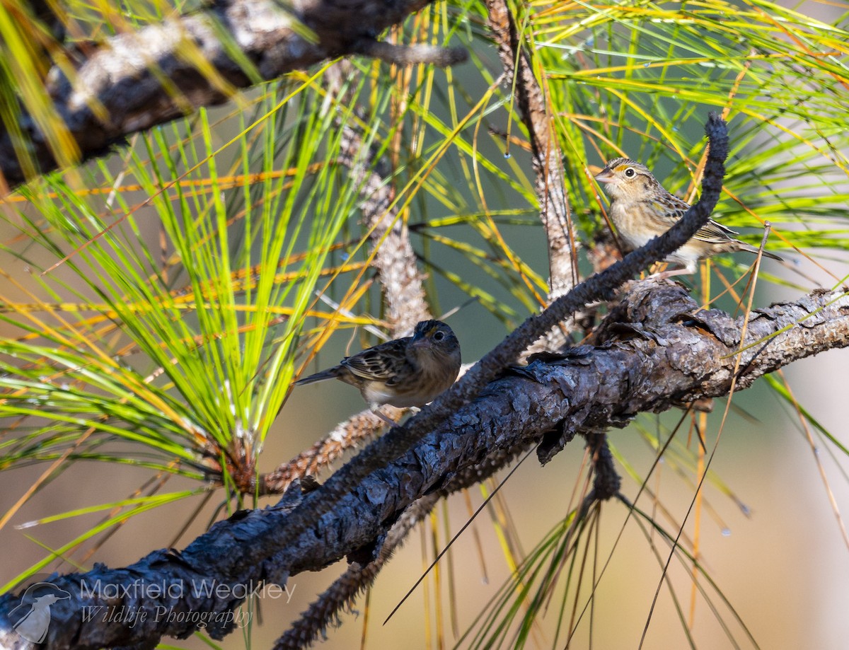 Grasshopper Sparrow - ML645400696