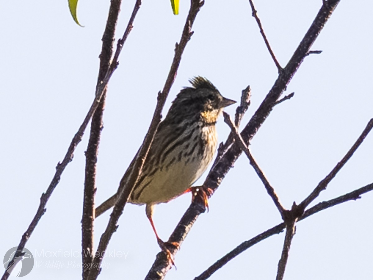 strnadec luční [skupina sandwichensis] - ML645400701