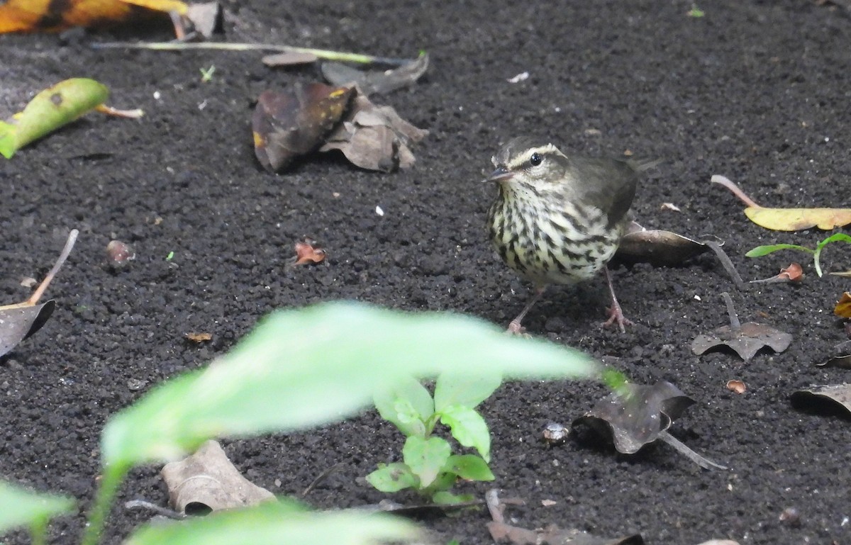 Northern Waterthrush - ML645400704
