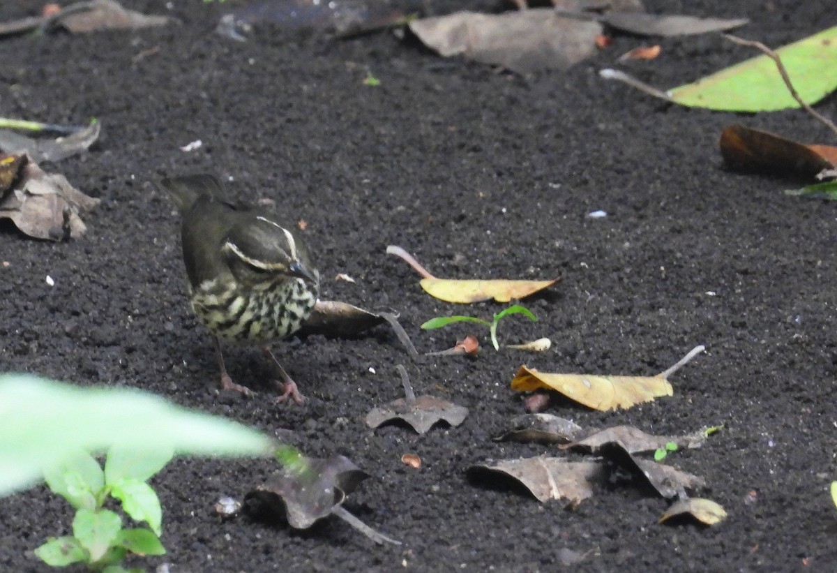 Northern Waterthrush - ML645400705