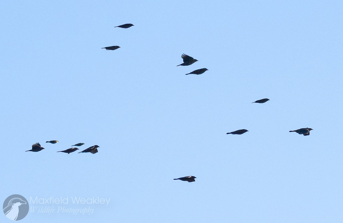 vlhovec červenokřídlý [skupina phoeniceus] - ML645400706