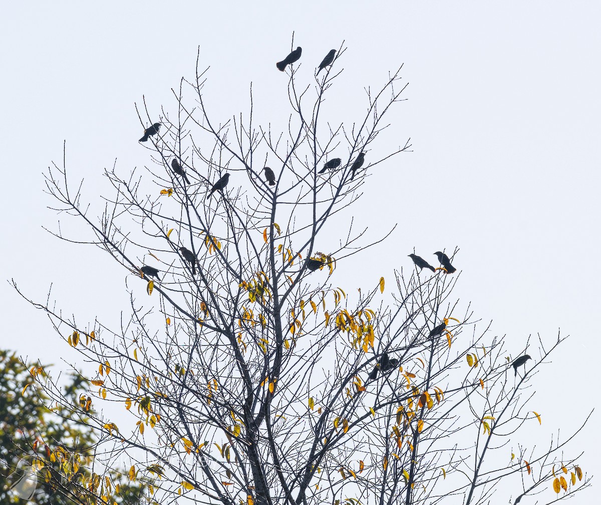 Red-winged Blackbird (Red-winged) - ML645400707