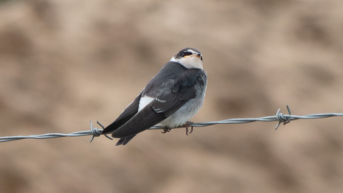 Белопоясничная ласточка - ML645400709