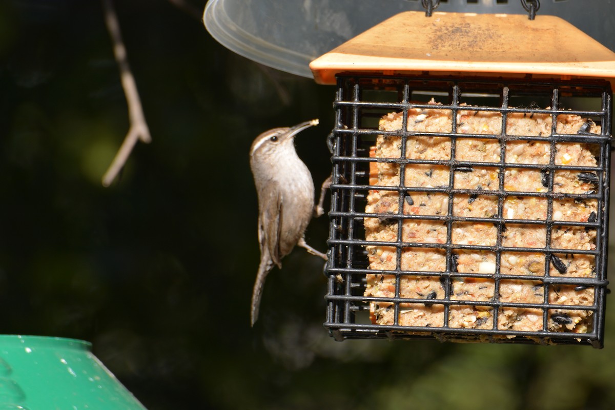 Підбуреник - ML645400710