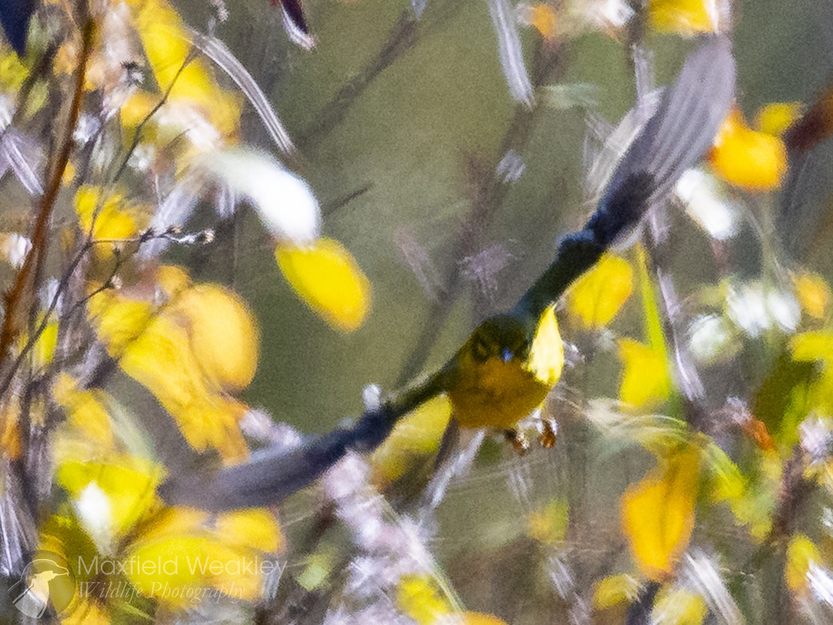 Pine Warbler - ML645400716