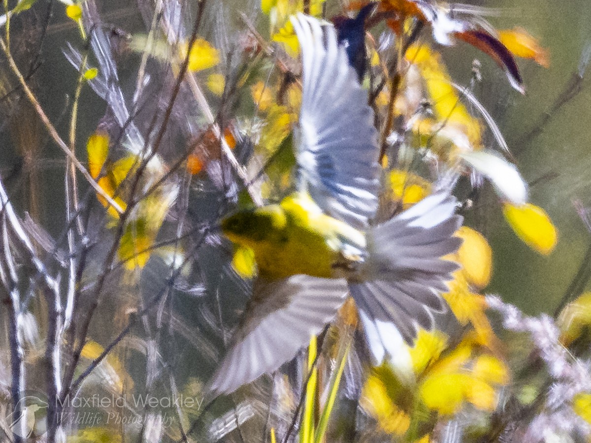 Pine Warbler - ML645400717