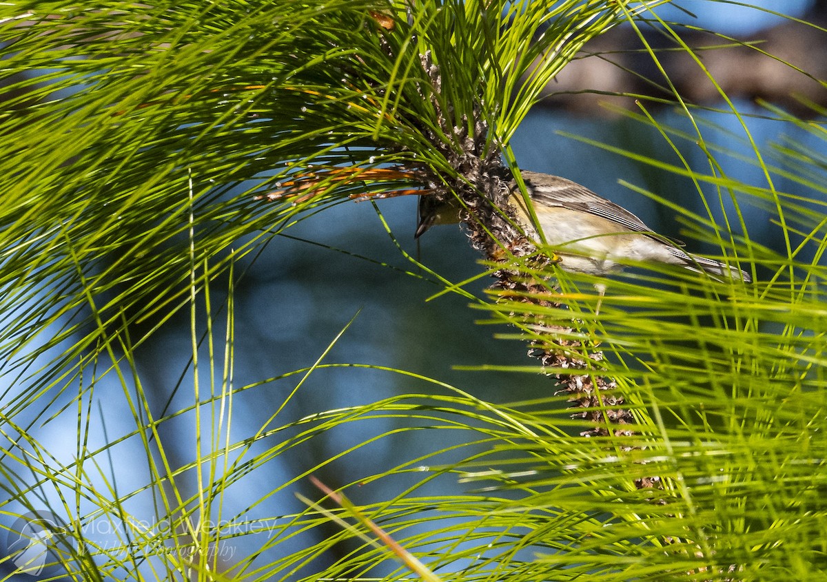 Pine Warbler - ML645400718