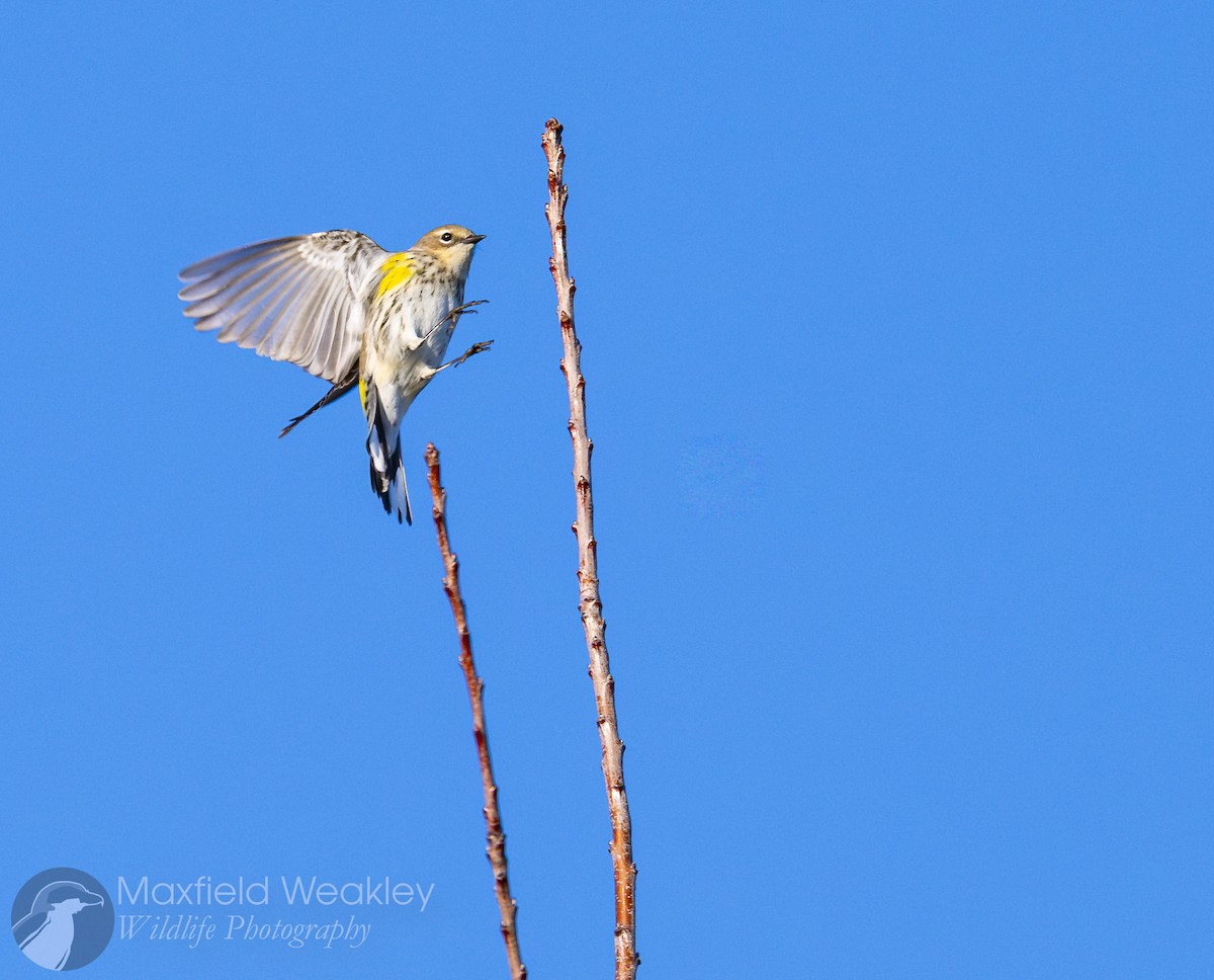 lesňáček žlutoskvrnný (ssp. coronata) - ML645400729