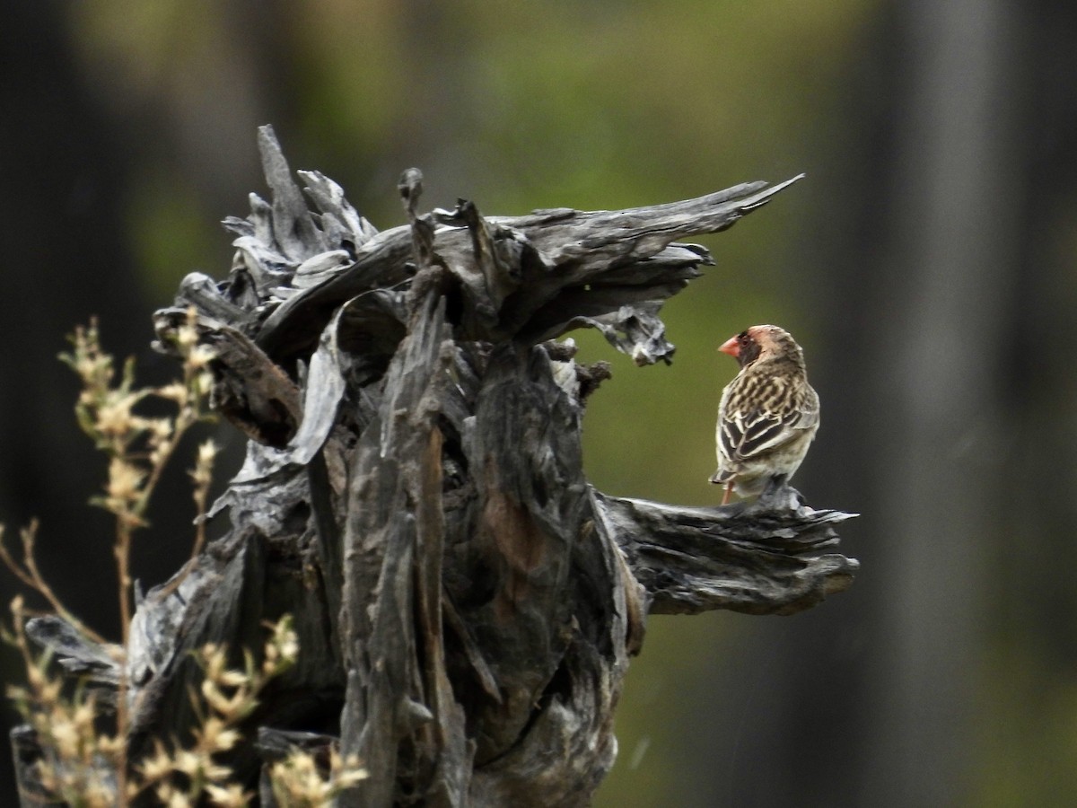 Red-billed Quelea - ML645400736