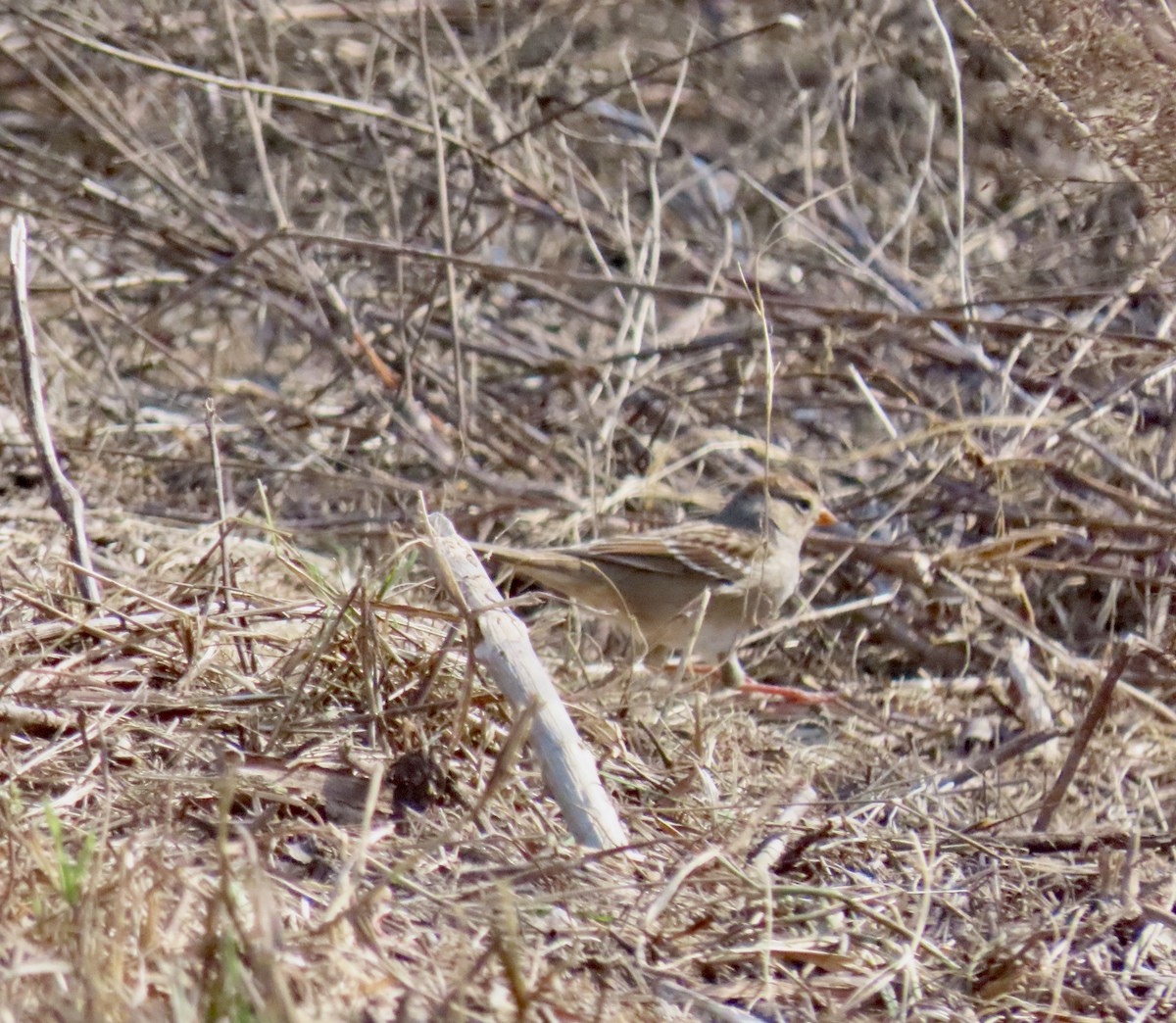 White-crowned Sparrow - ML645400742
