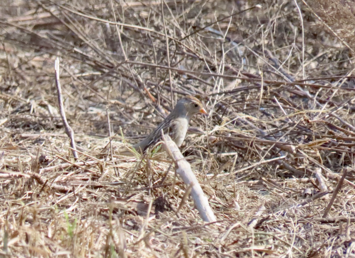White-crowned Sparrow - ML645400743
