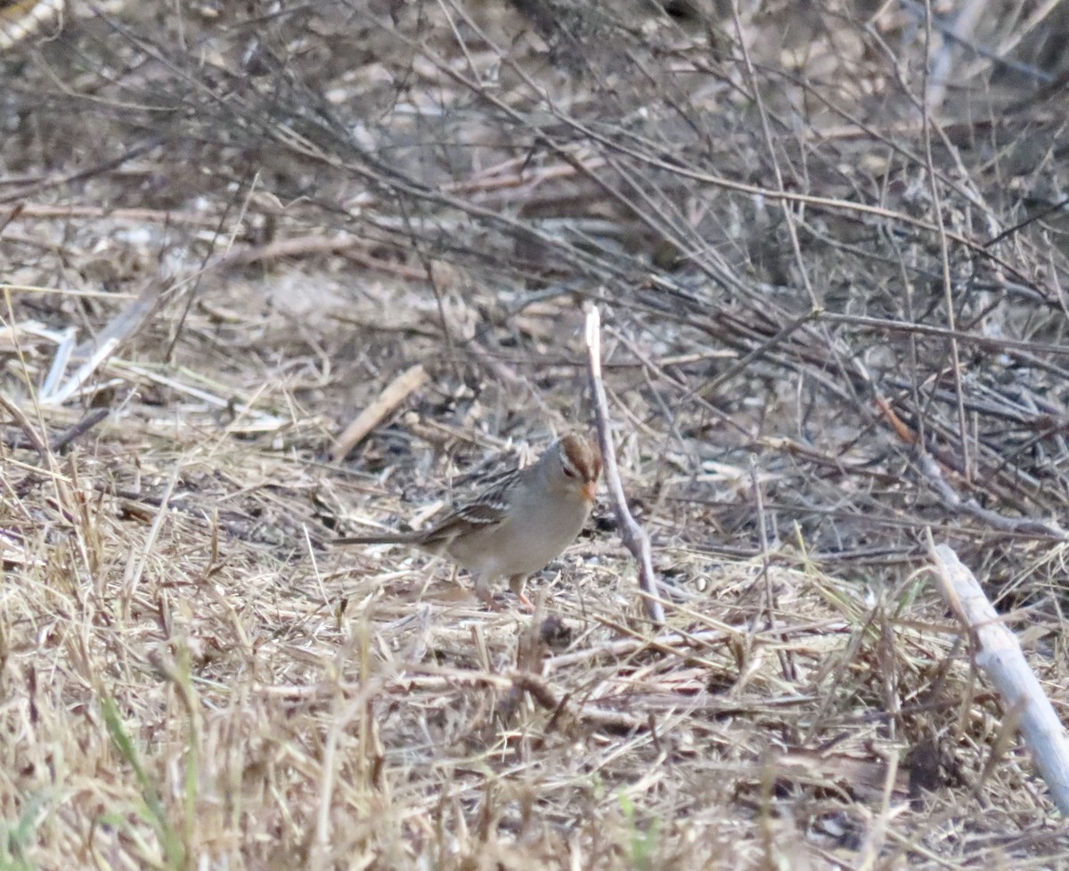 White-crowned Sparrow - ML645400744