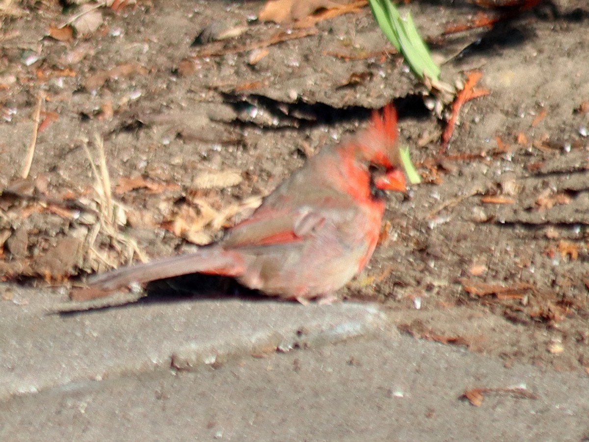 Northern Cardinal - ML645400748