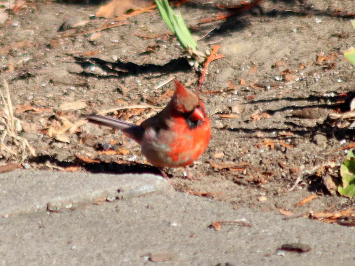 Northern Cardinal - ML645400749
