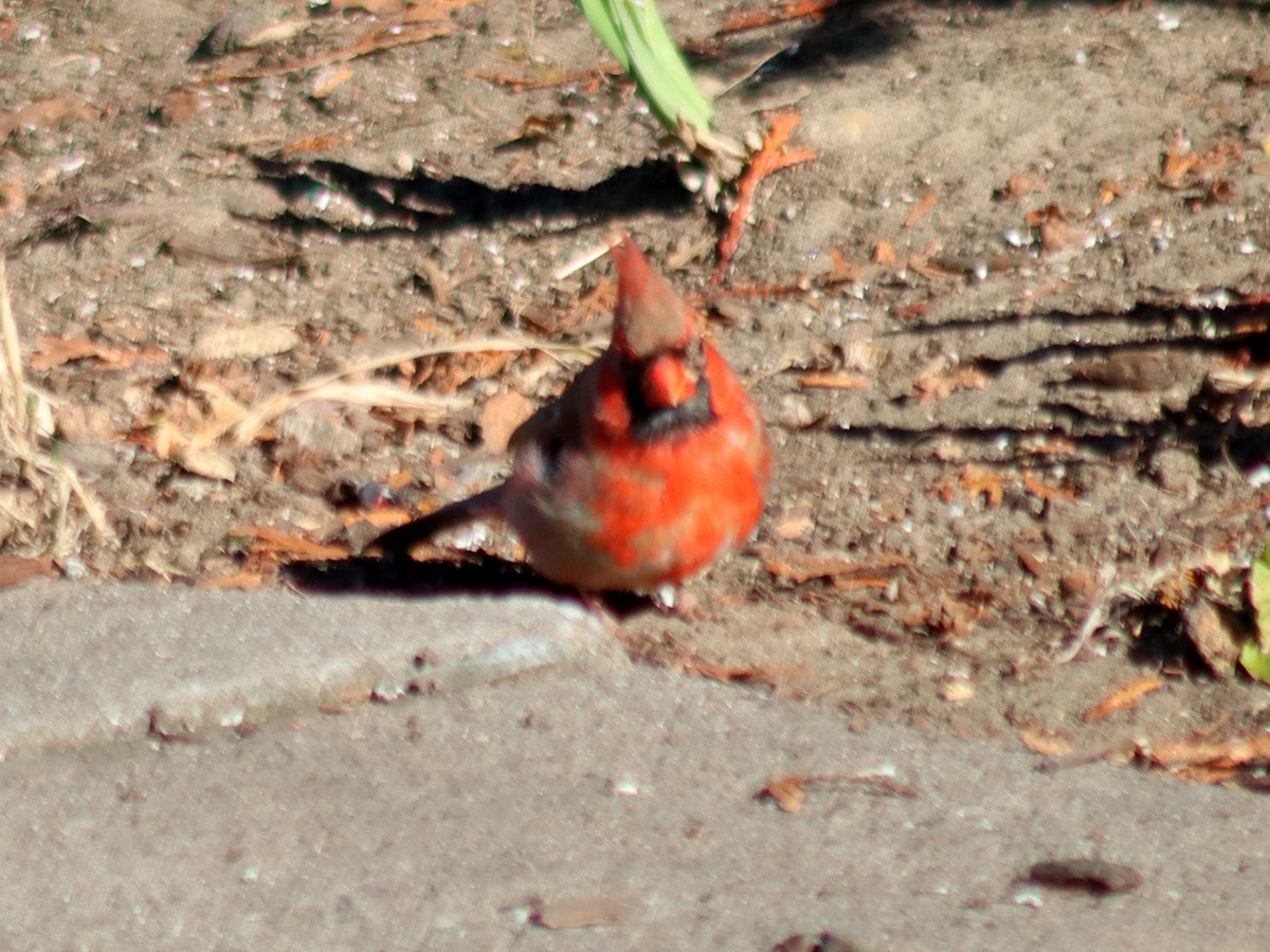 Northern Cardinal - ML645400750
