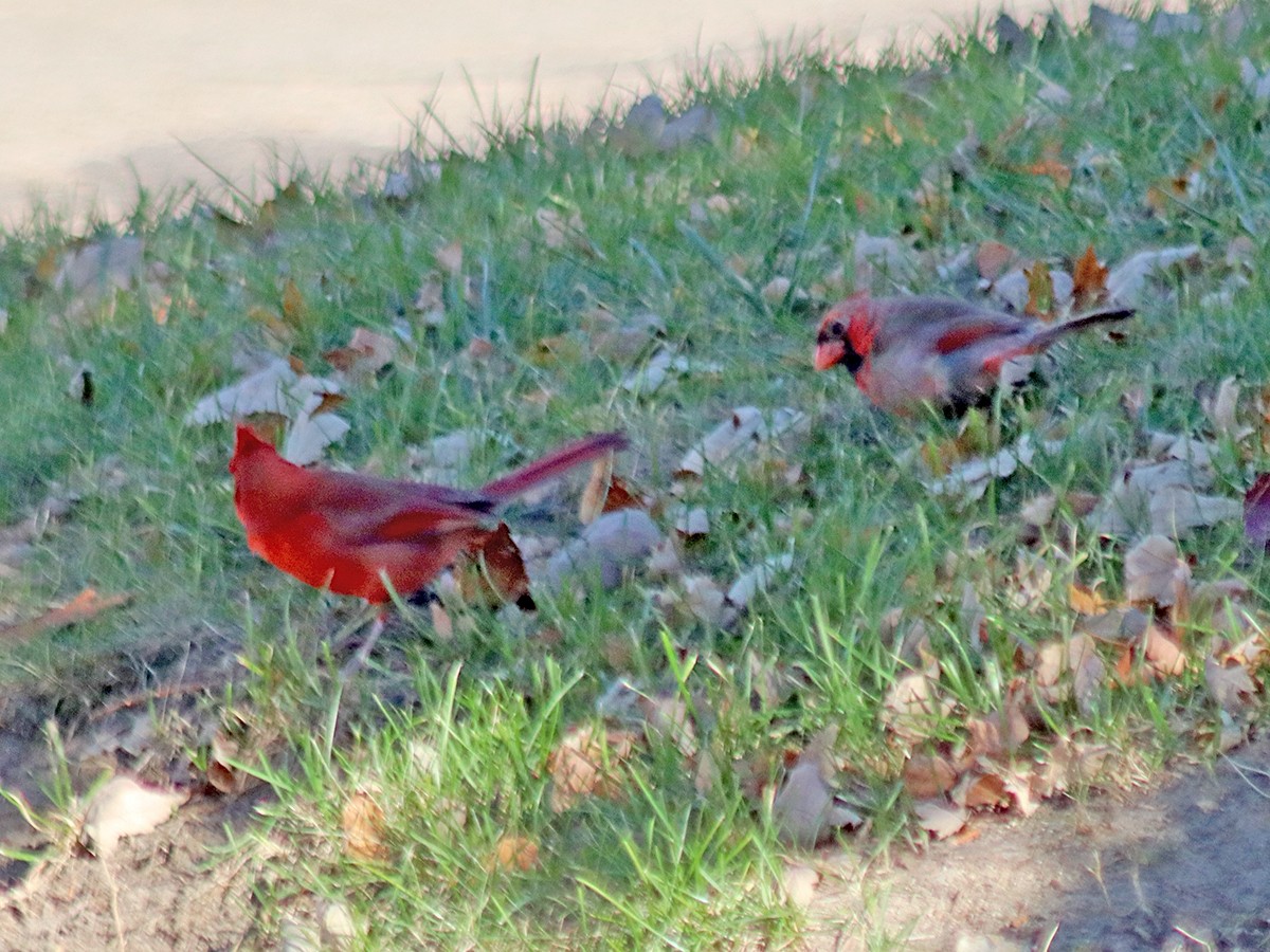 Northern Cardinal - ML645400751