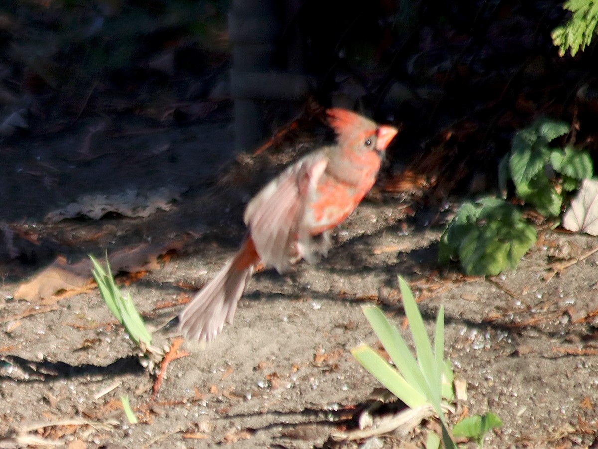 Northern Cardinal - ML645400752