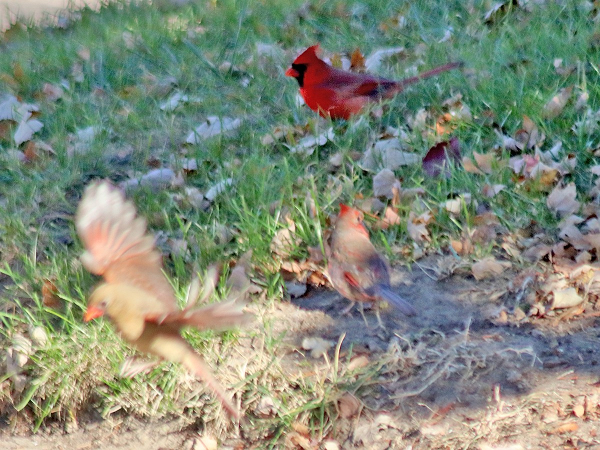 Northern Cardinal - ML645400753
