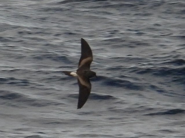 Wellenläufer - ML645400758