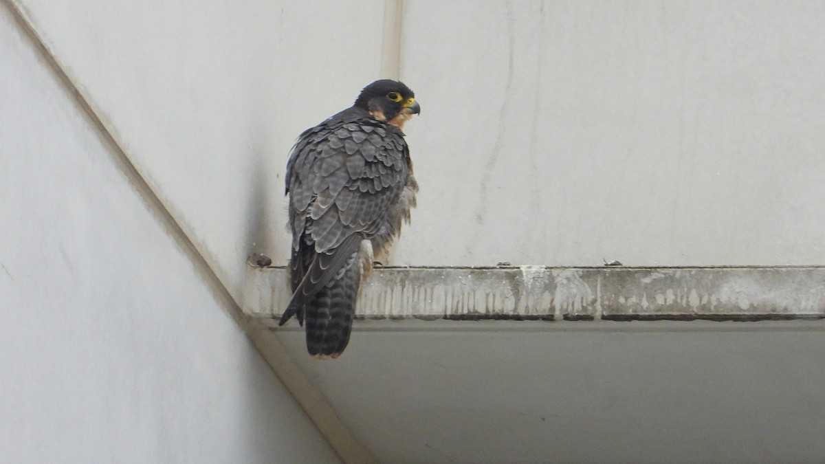 Peregrine Falcon - ML645400778