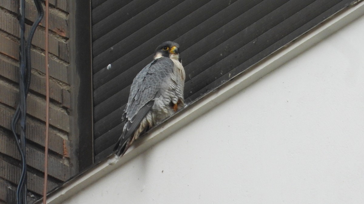 Peregrine Falcon - ML645400785
