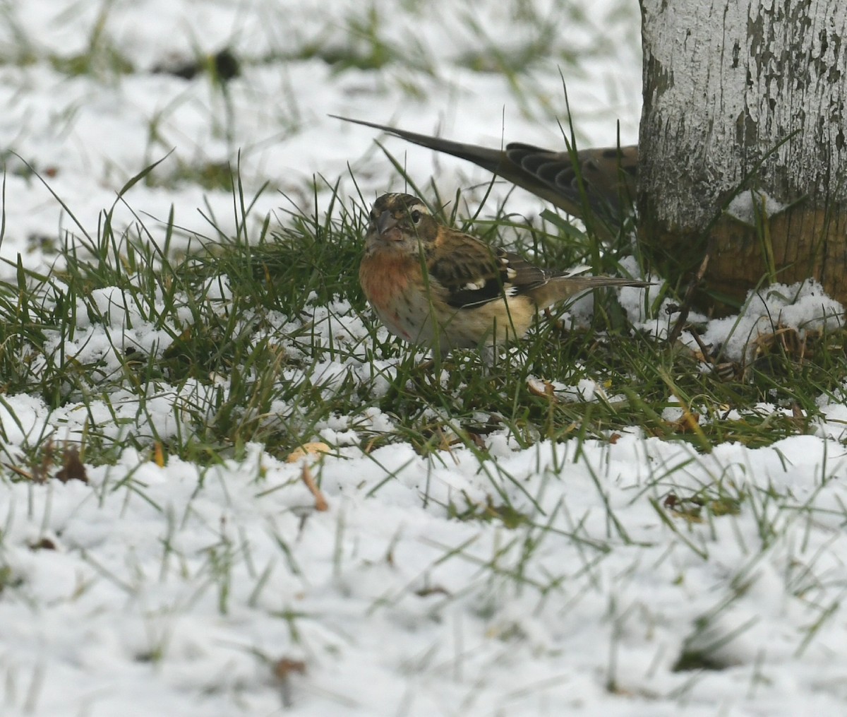 dlaskovec růžovoprsý - ML645400790