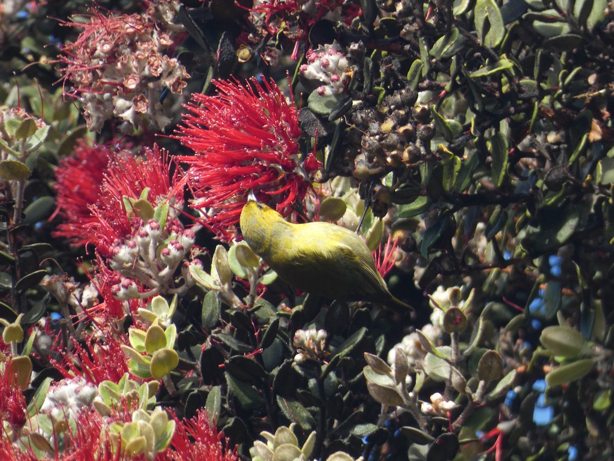 Hawaii Amakihi - ML645400797