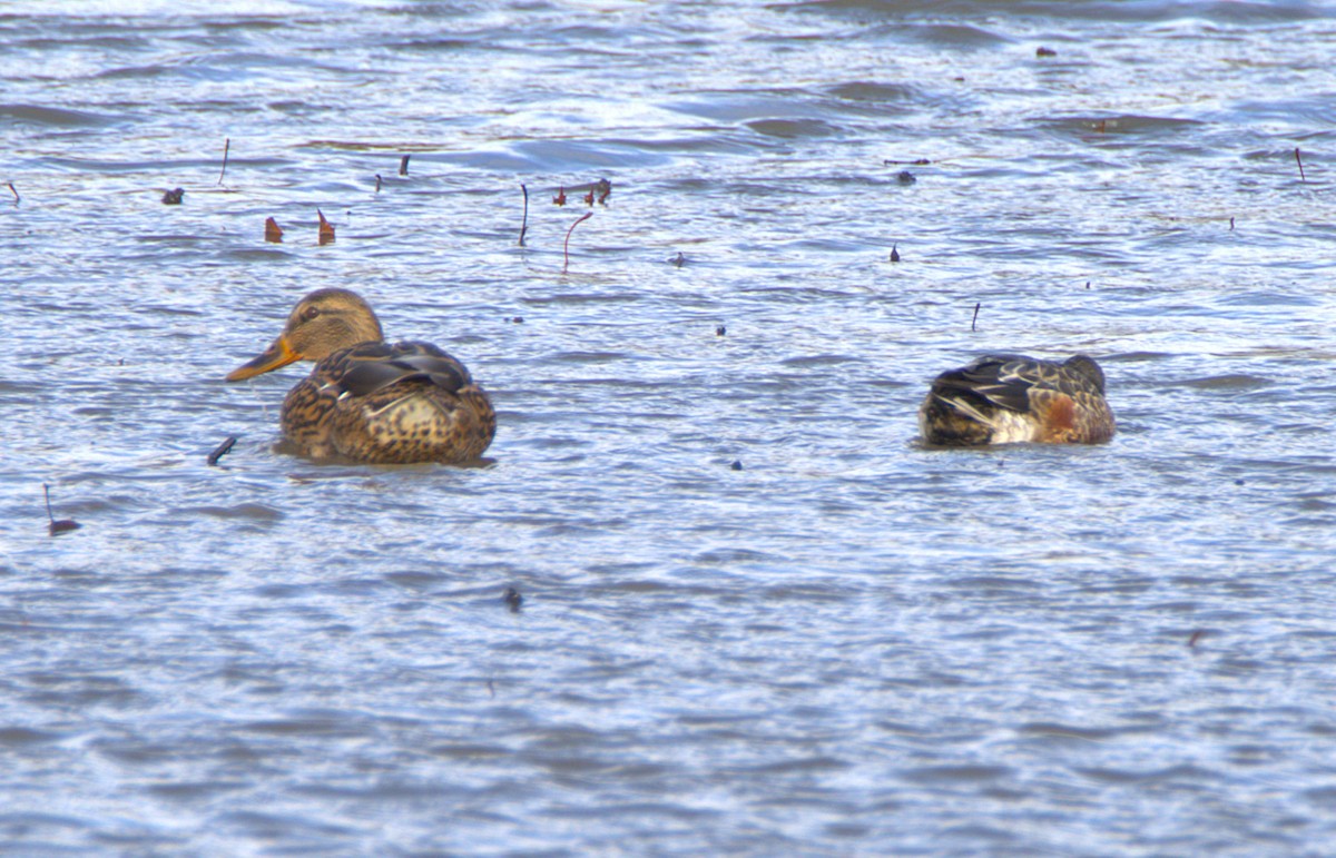 Northern Shoveler - ML645400800