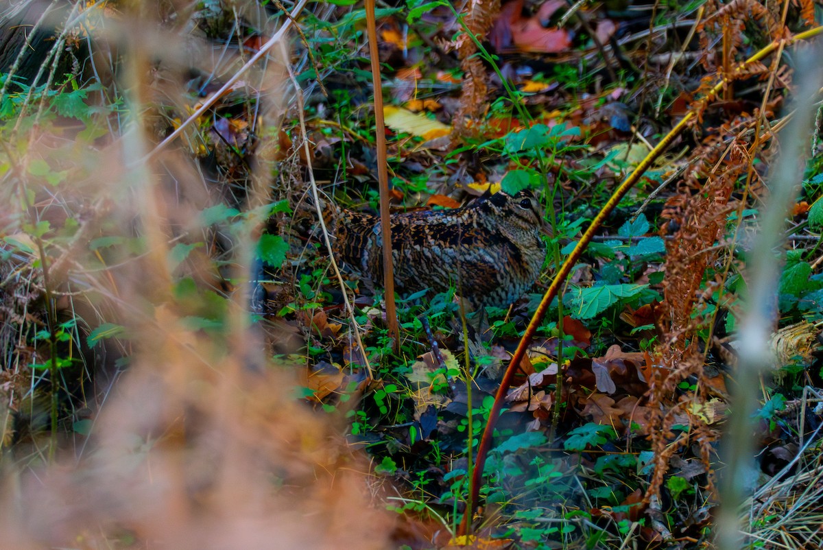 Eurasian Woodcock - ML645400803