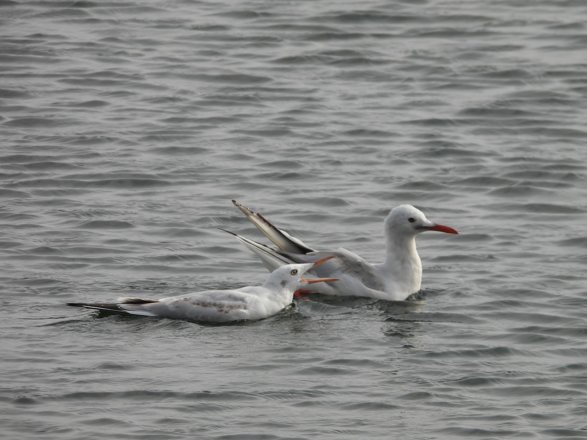 Slender-billed Gull - ML645400809