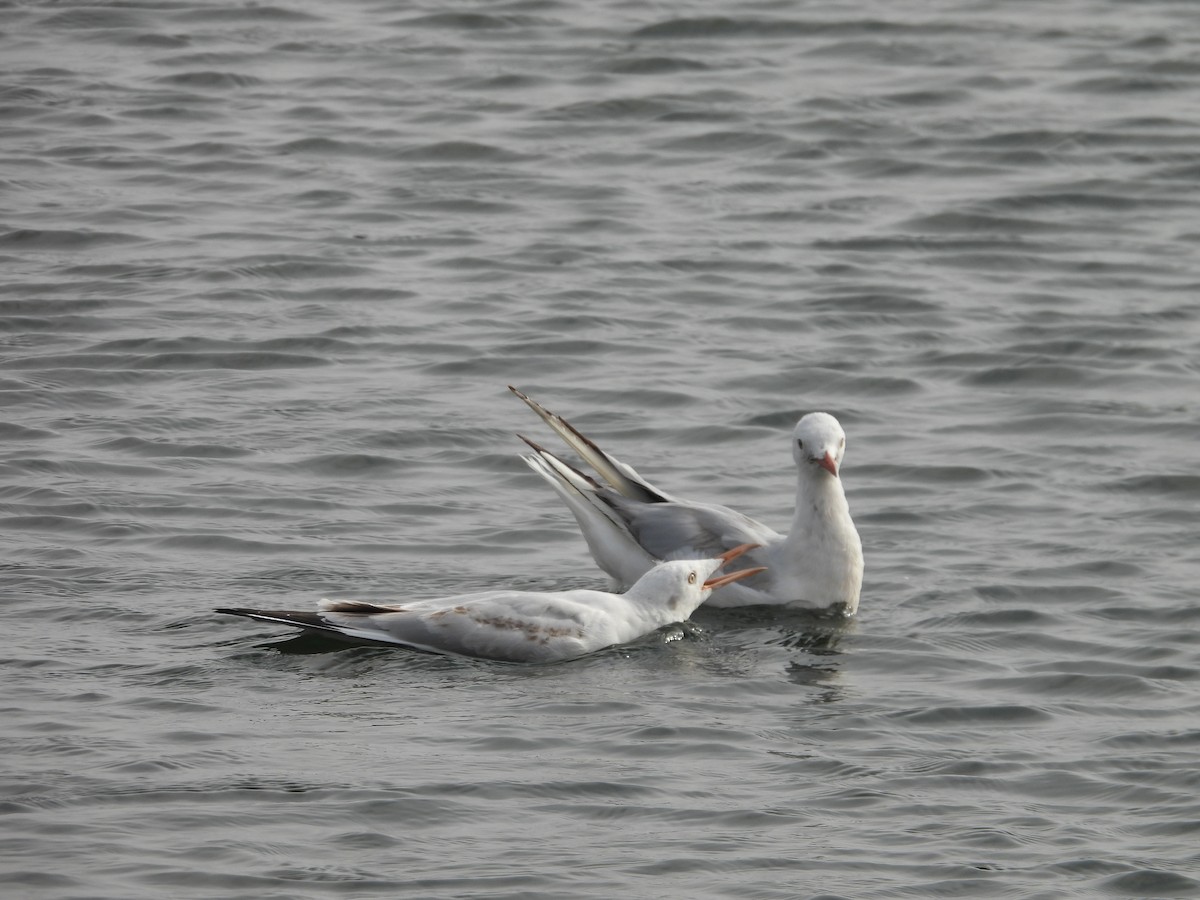 Slender-billed Gull - ML645400810