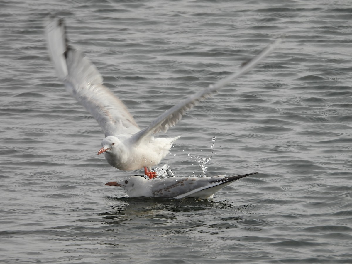 Slender-billed Gull - ML645400811