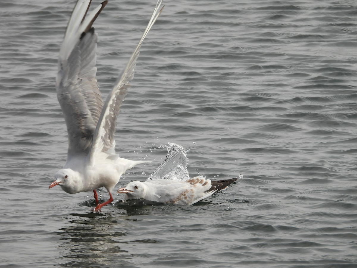 Slender-billed Gull - ML645400812