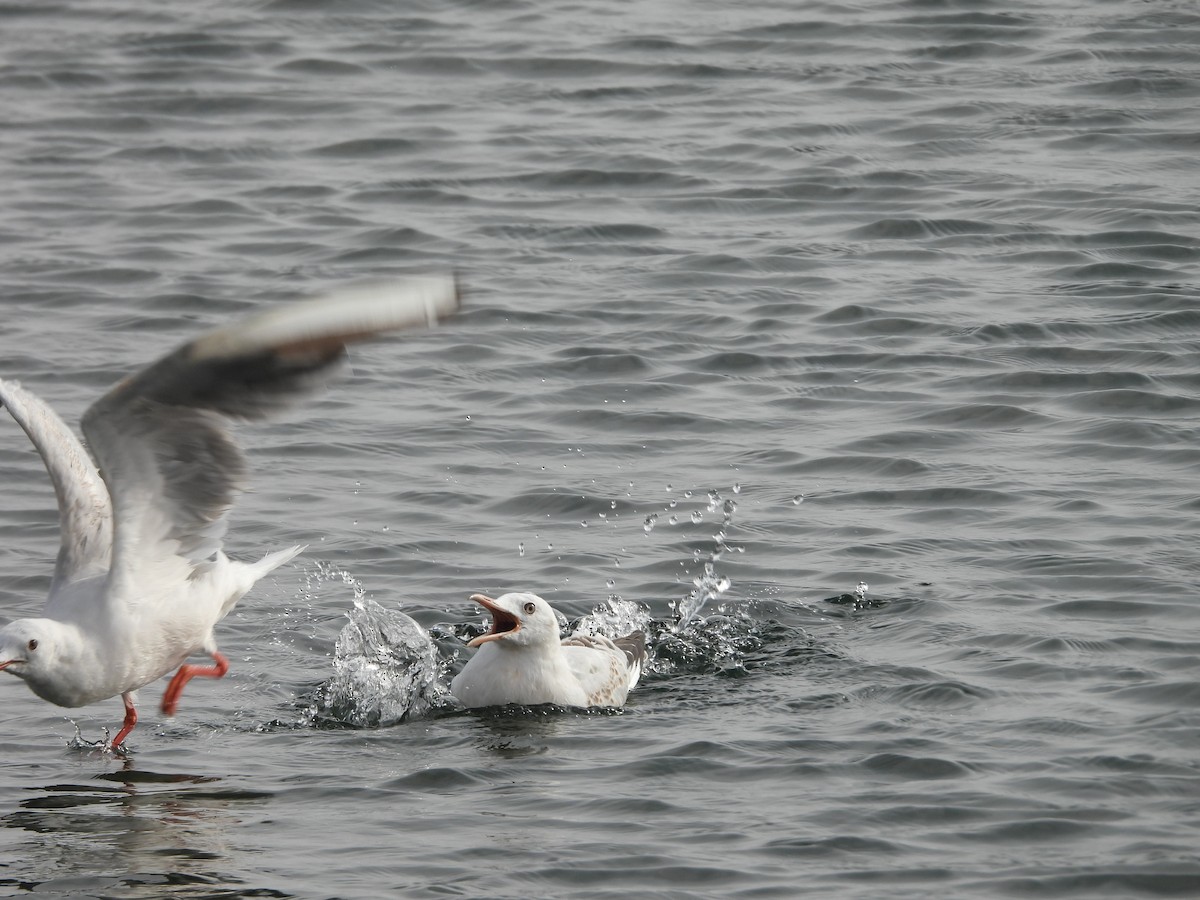 Slender-billed Gull - ML645400813