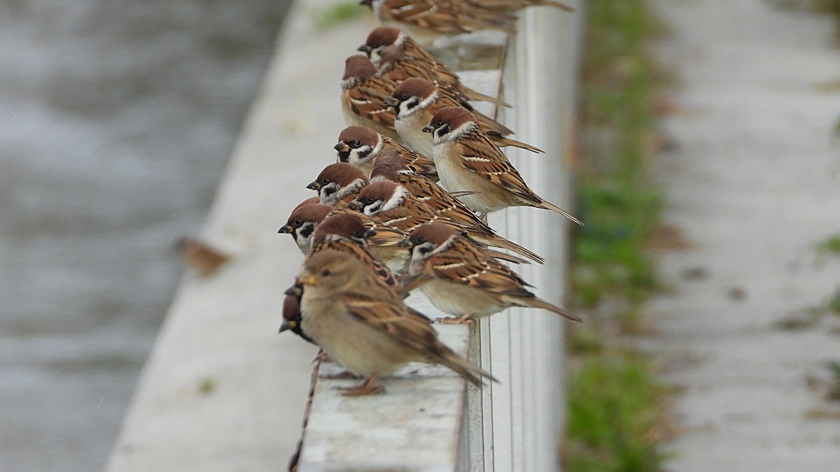 Ağaç Serçesi - ML645400820