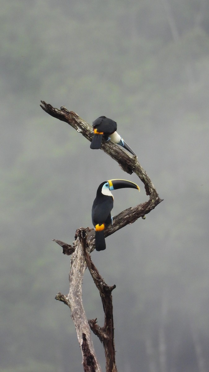White-throated Toucan - ML645400865
