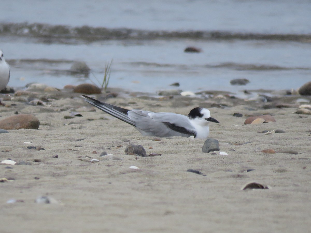 Common Tern - ML645400887