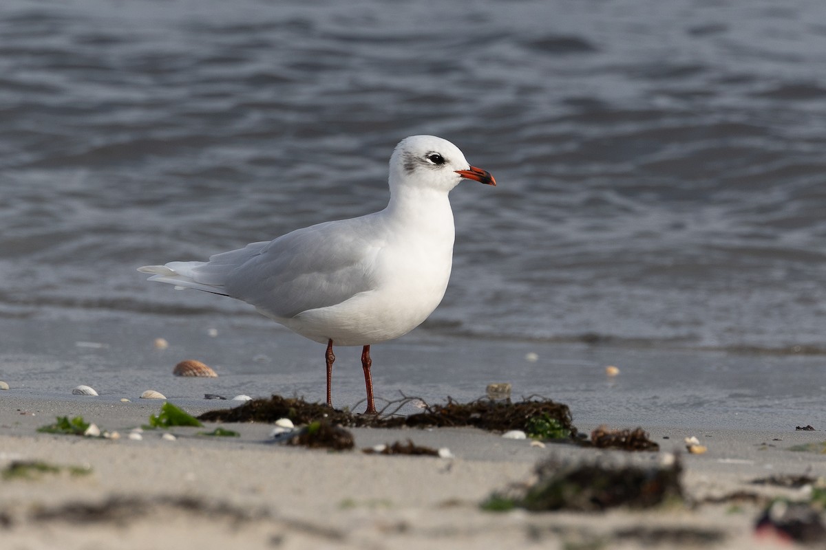 Mediterranean Gull - ML645400888
