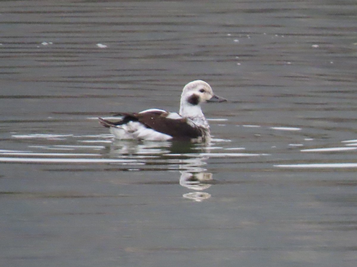Long-tailed Duck - ML645400912