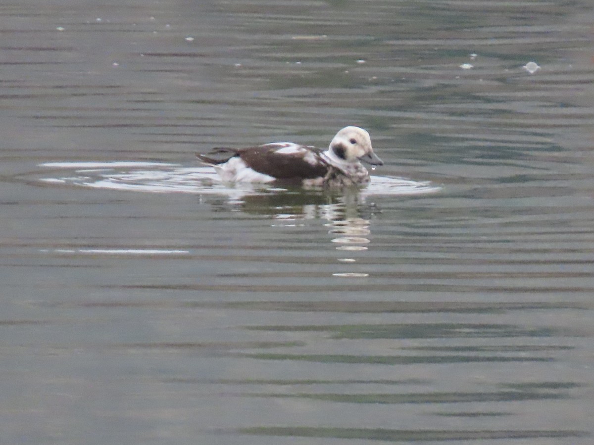Long-tailed Duck - ML645400920