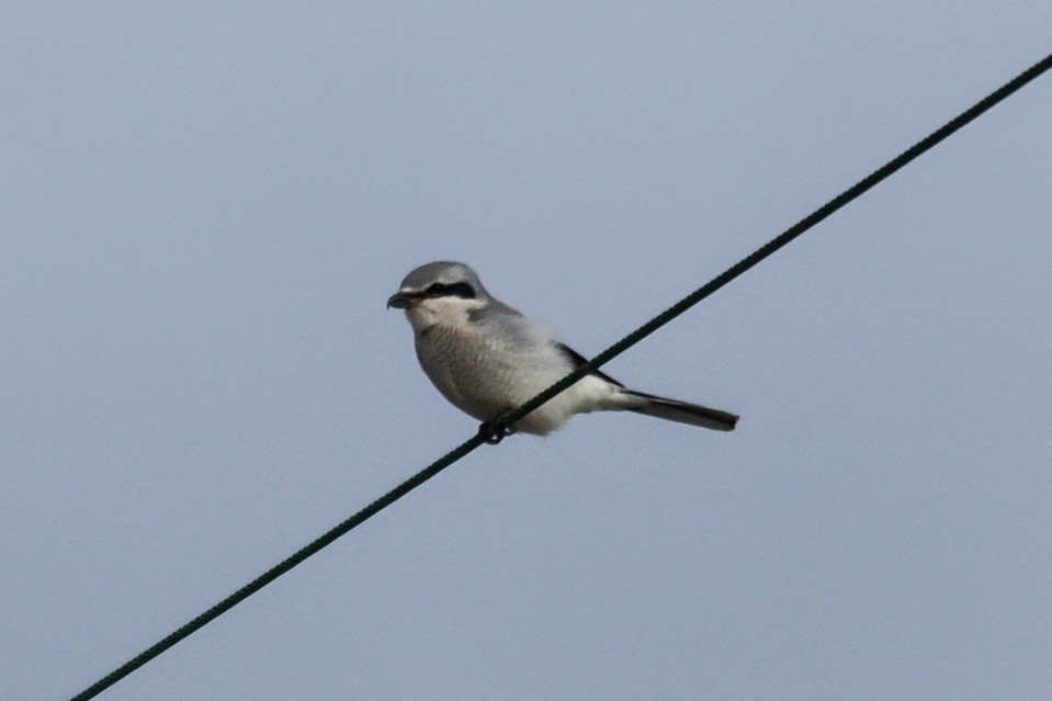 Сорокопуд північний - ML645400927