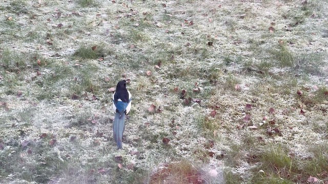 Eurasian Magpie (Eurasian) - ML645400944