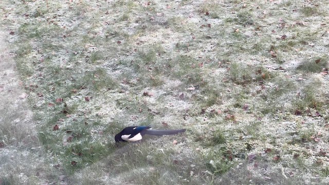 Eurasian Magpie (Eurasian) - ML645400945