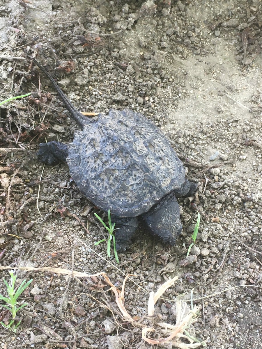 Common Snapping Turtle - ML645400948